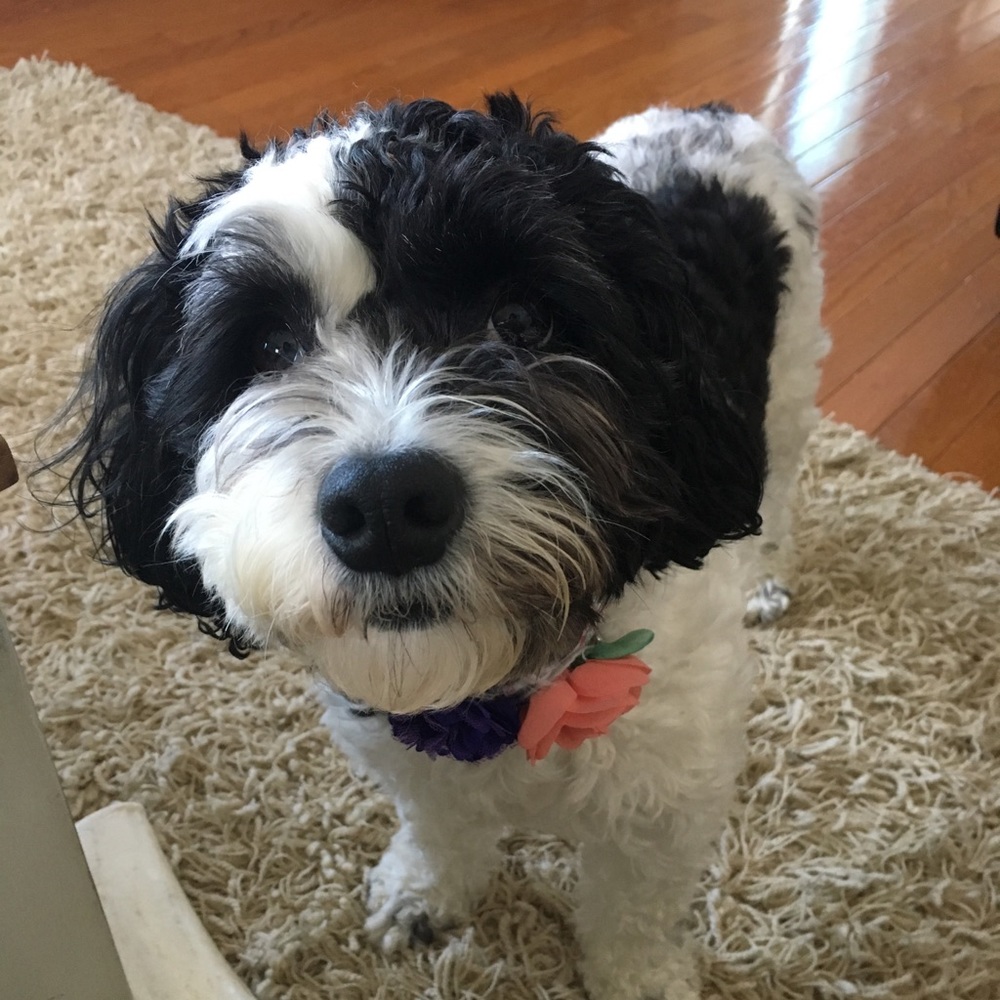 Meet your Posher, Caroline